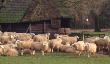 De stem van de herder2